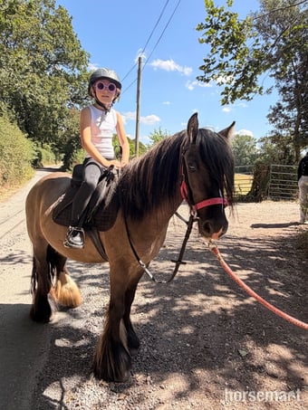 "Benny " Dun Gelding All Rounder