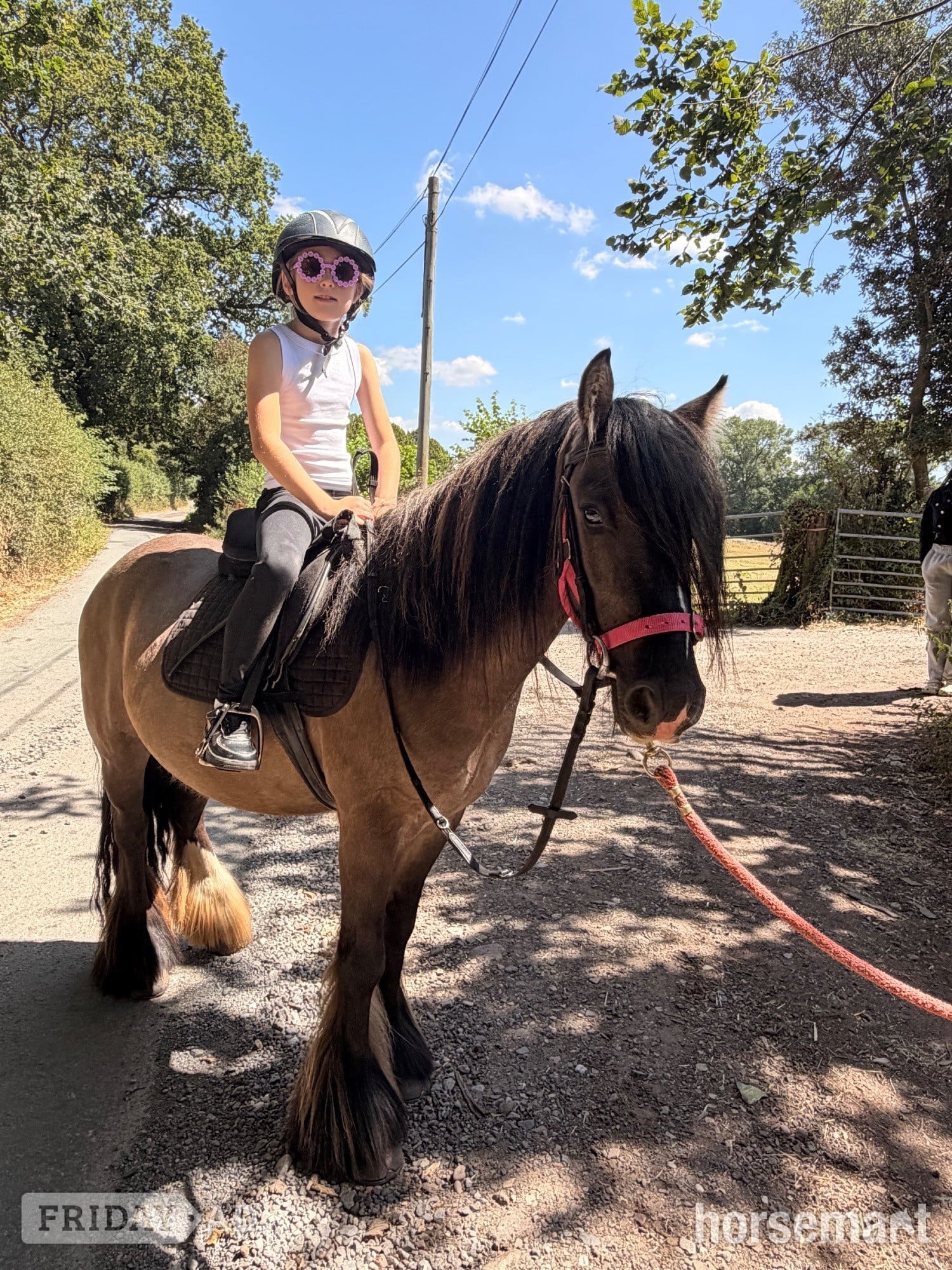 "Benny " Dun Gelding All Rounder in Wolverhampton