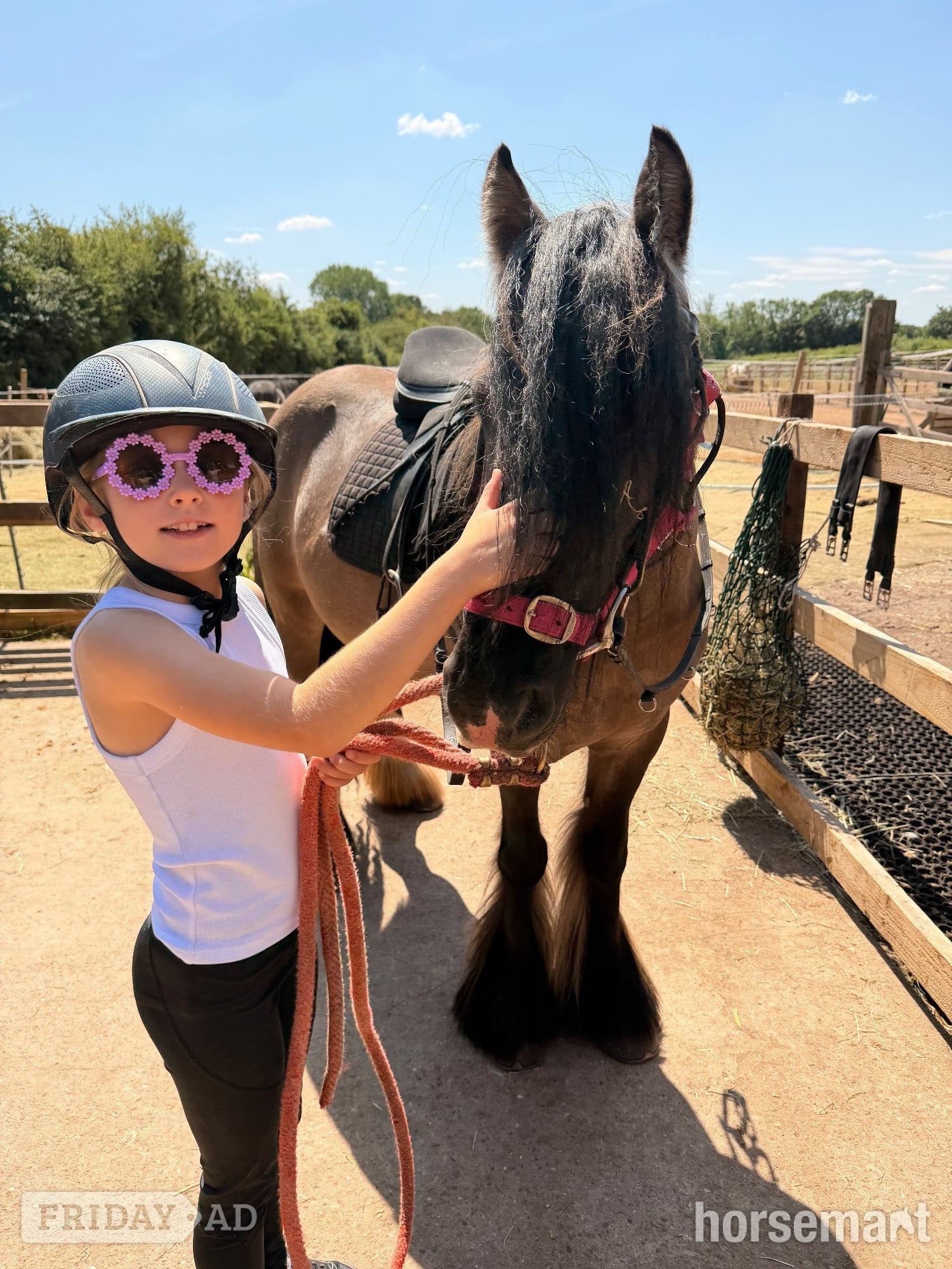 "Benny " Dun Gelding All Rounder