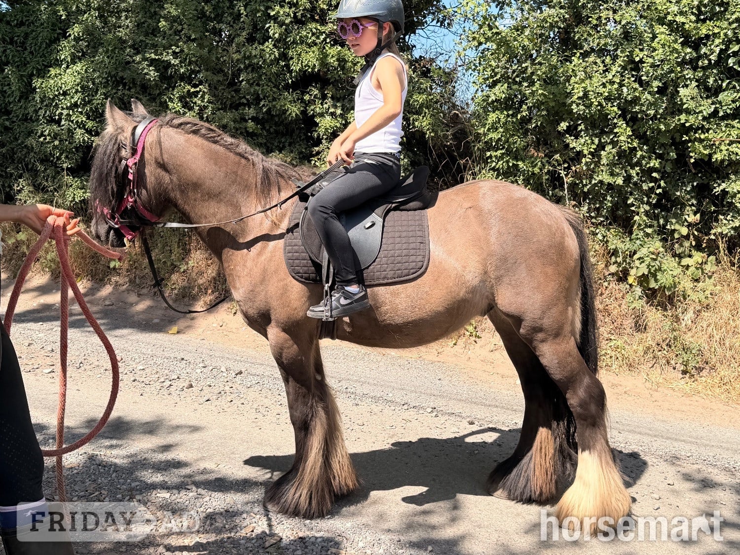 Wolverhampton "Benny " Dun Gelding All Rounder