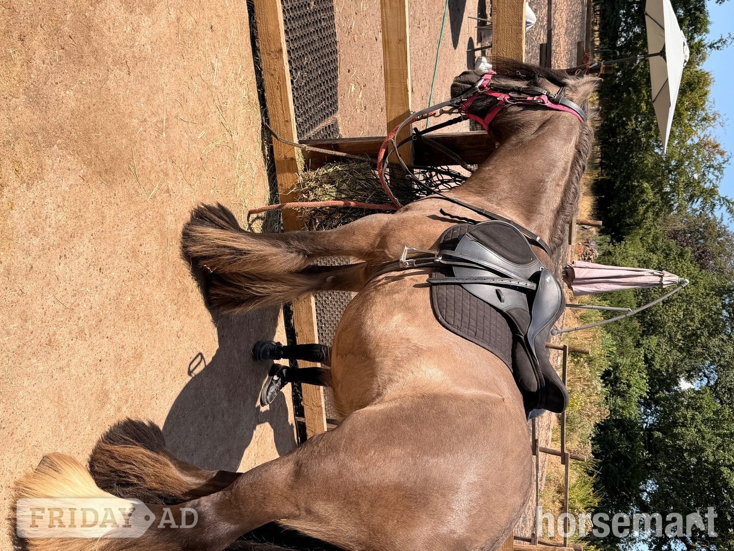 "Benny " Dun Gelding All Rounder - Horses in Wolverhampton