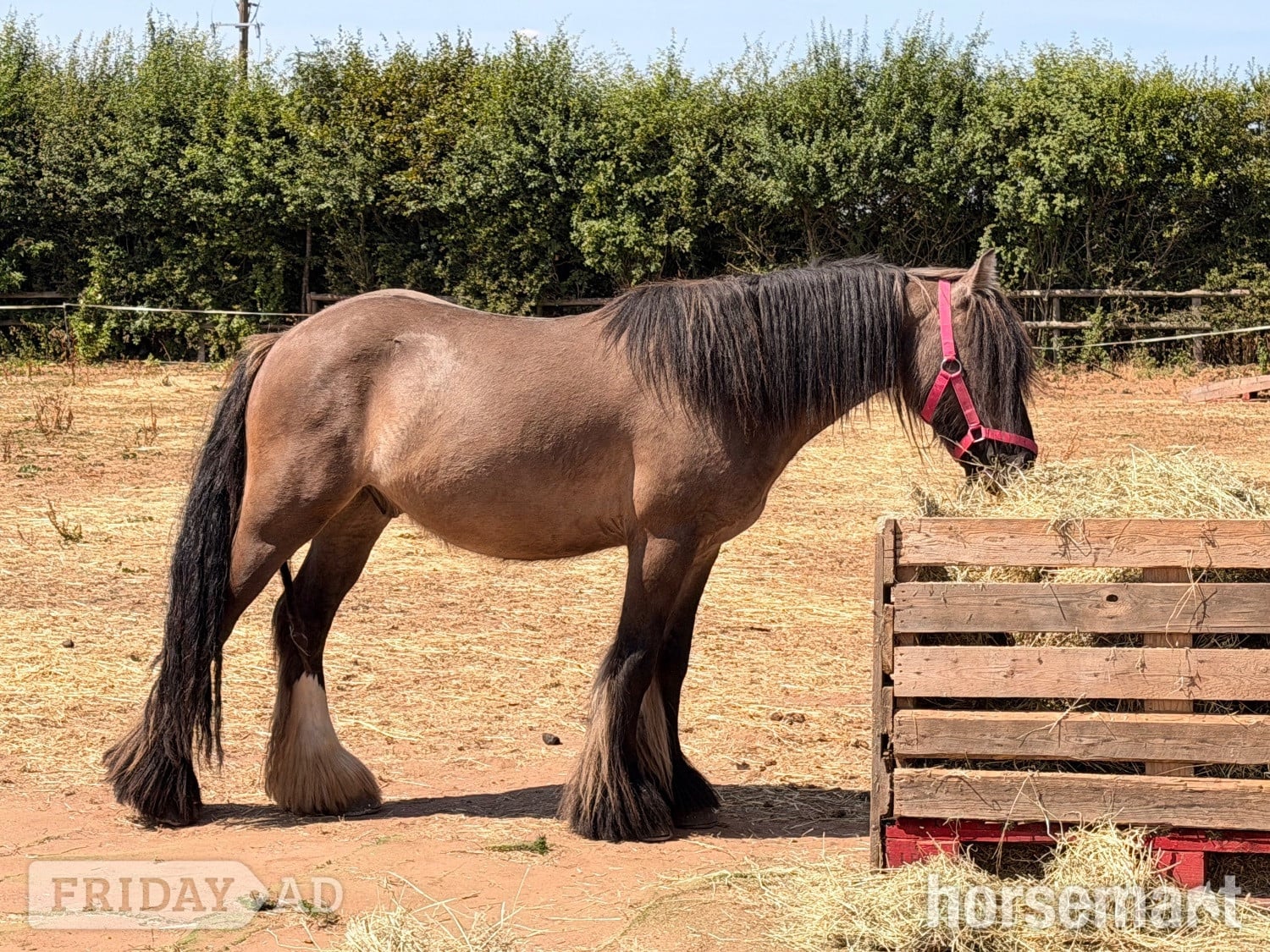 "Benny " Dun Gelding All Rounder - Horses