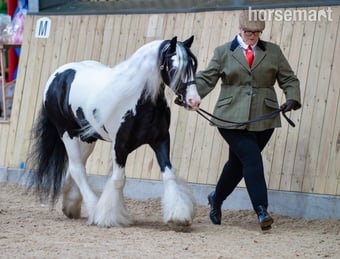 "Great Eaves Benjamin Button " Other Colour Gelding Cob/Heavy Horse