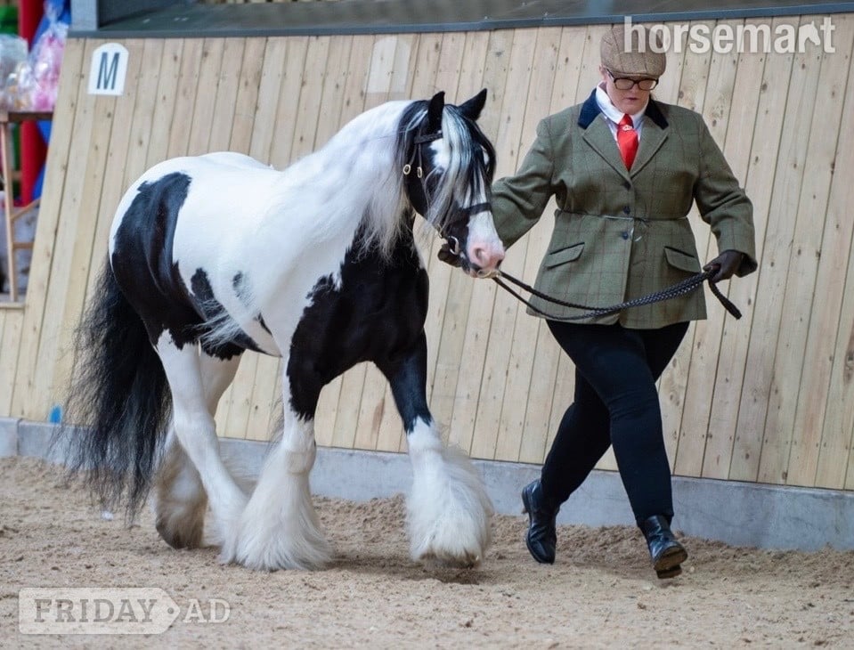 "Great Eaves Benjamin Button " Other Colour Gelding Cob/Heavy Horse in Stafford