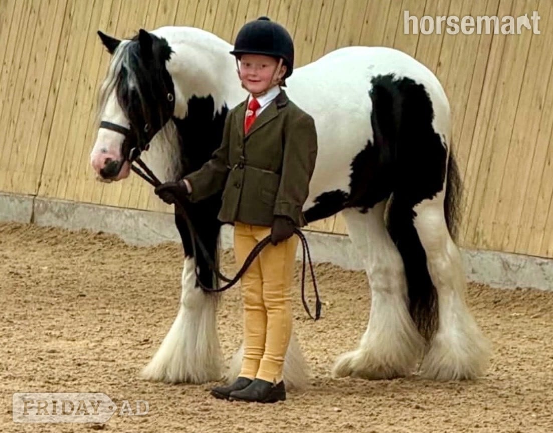 "Great Eaves Benjamin Button " Other Colour Gelding Cob/Heavy Horse