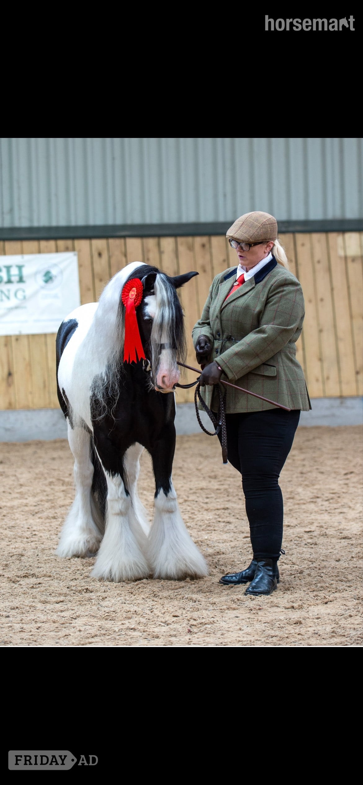Stafford "Great Eaves Benjamin Button " Other Colour Gelding Cob/Heavy Horse