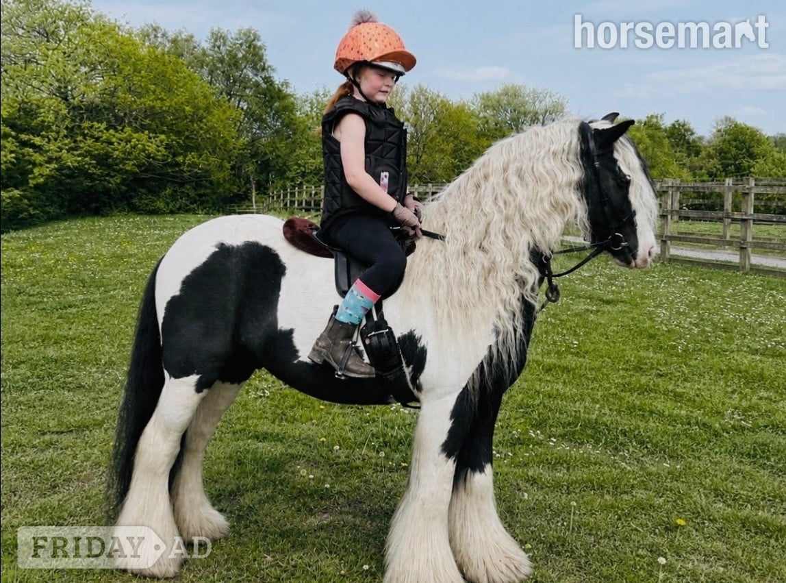 "Great Eaves Benjamin Button " Other Colour Gelding Cob/Heavy Horse - Horses in Stafford