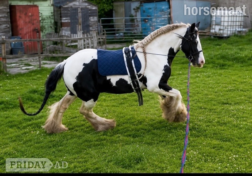 "Great Eaves Benjamin Button " Other Colour Gelding Cob/Heavy Horse - Horses