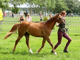 "Hilin Phoebe" Chestnut Filly Youngstock / Foal