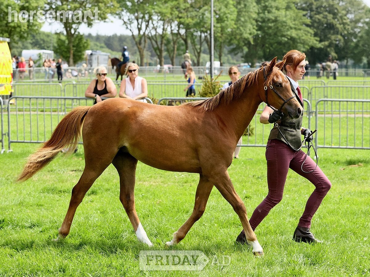 "Hilin Phoebe" Chestnut Filly Youngstock / Foal in Montgomery