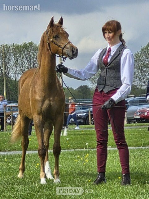 "Hilin Phoebe" Chestnut Filly Youngstock / Foal