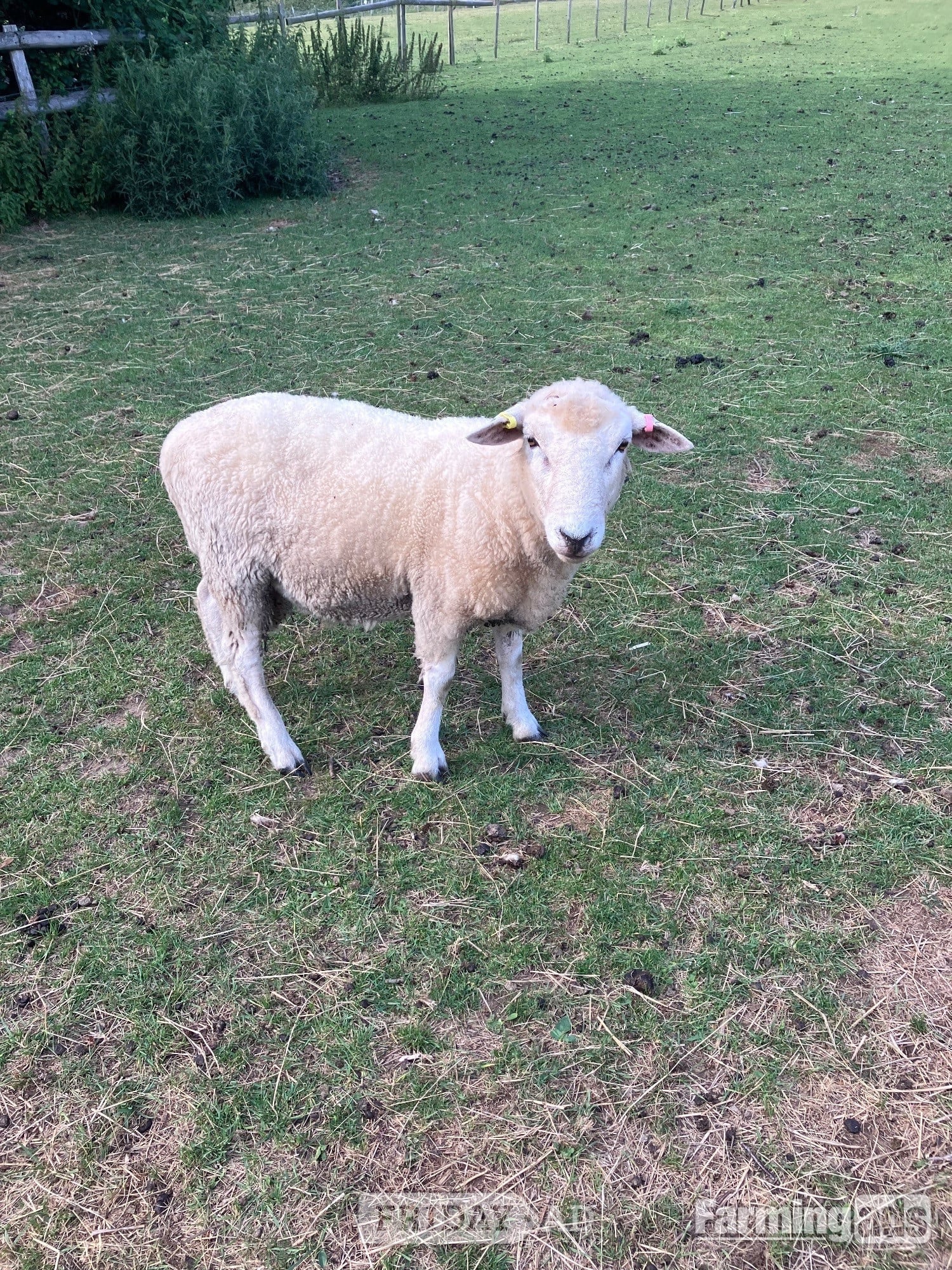 Romney Breeding Rams in Woodnesborough