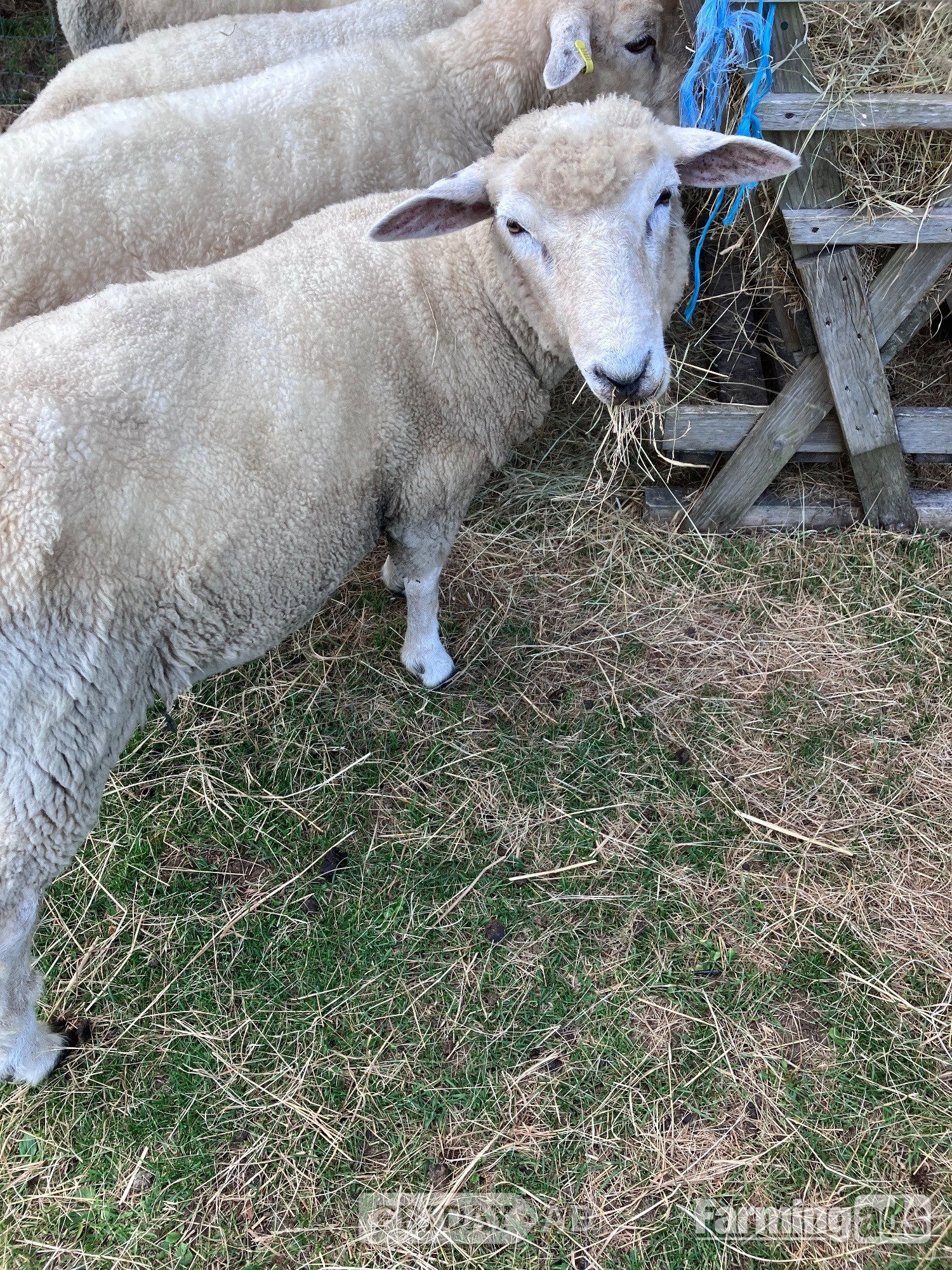 Romney Breeding Rams