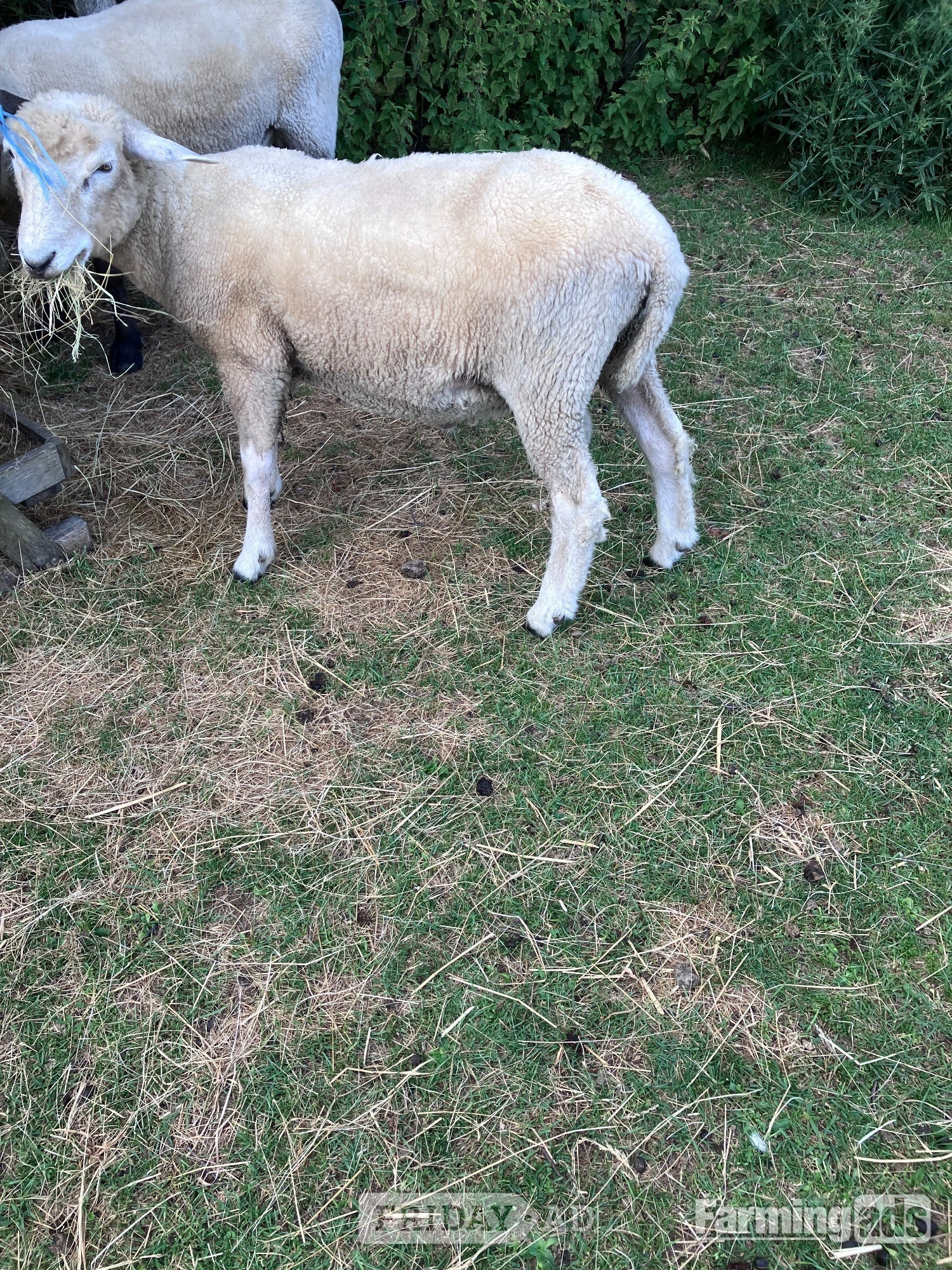 Romney Breeding Rams - Livestock in Woodnesborough