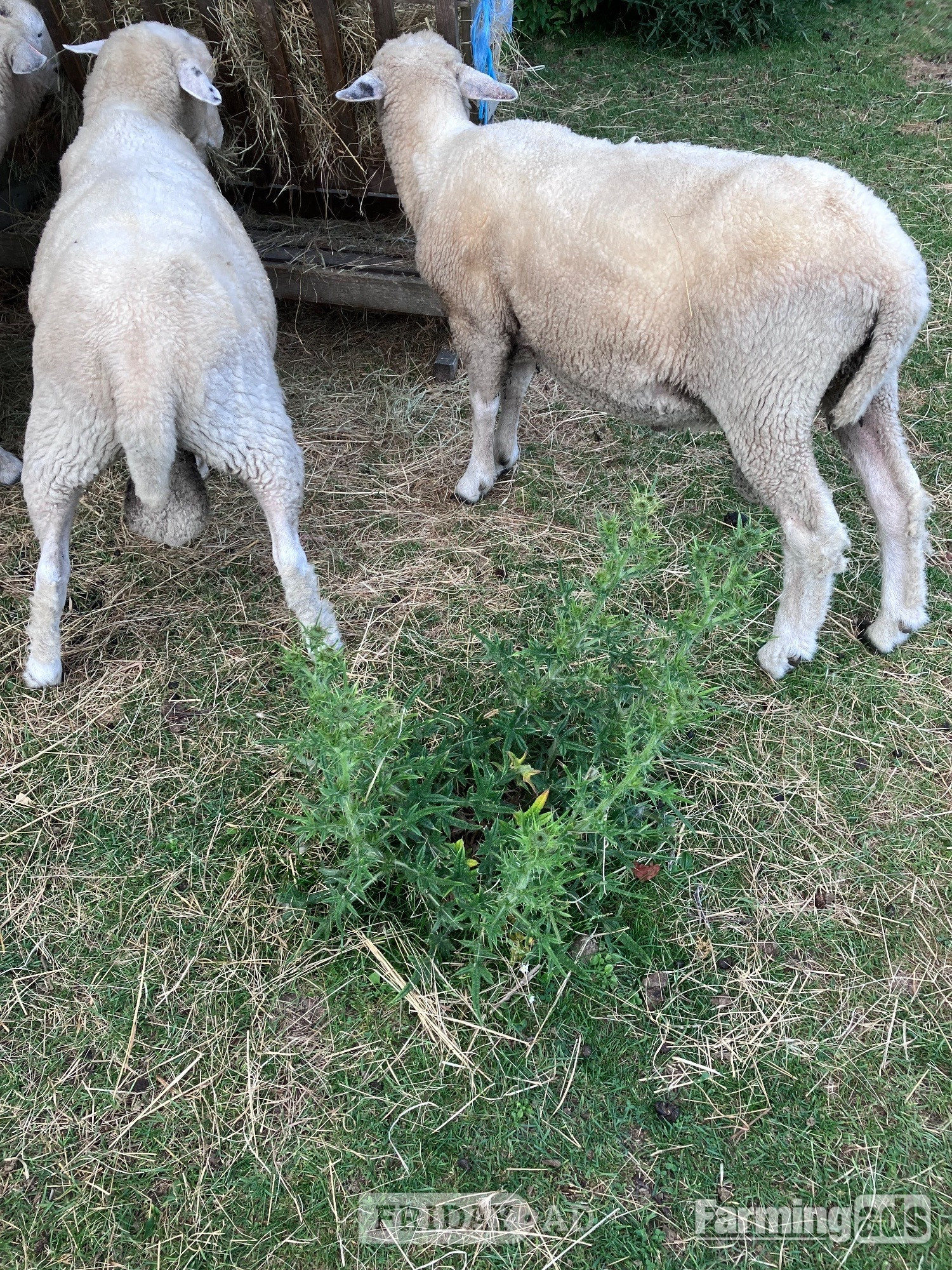 Romney Breeding Rams - Livestock