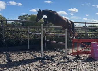 "Shelia" Bay Mare Young Sport Horse