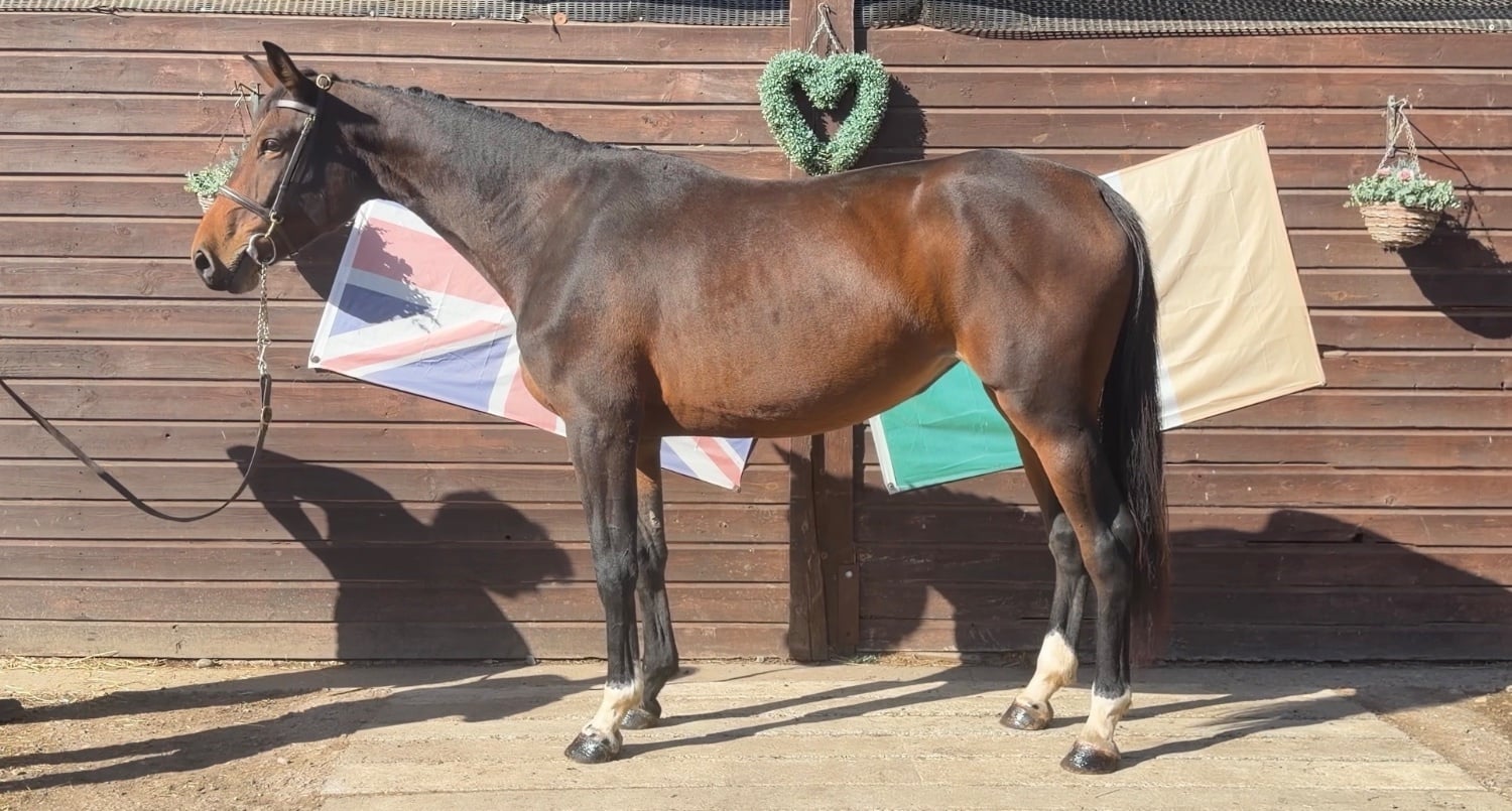 "Shelia" Bay Mare Young Sport Horse