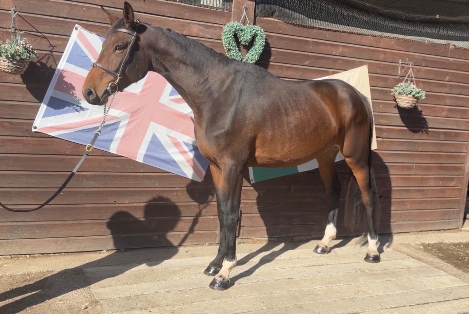 Haywards Heath "Shelia" Bay Mare Young Sport Horse
