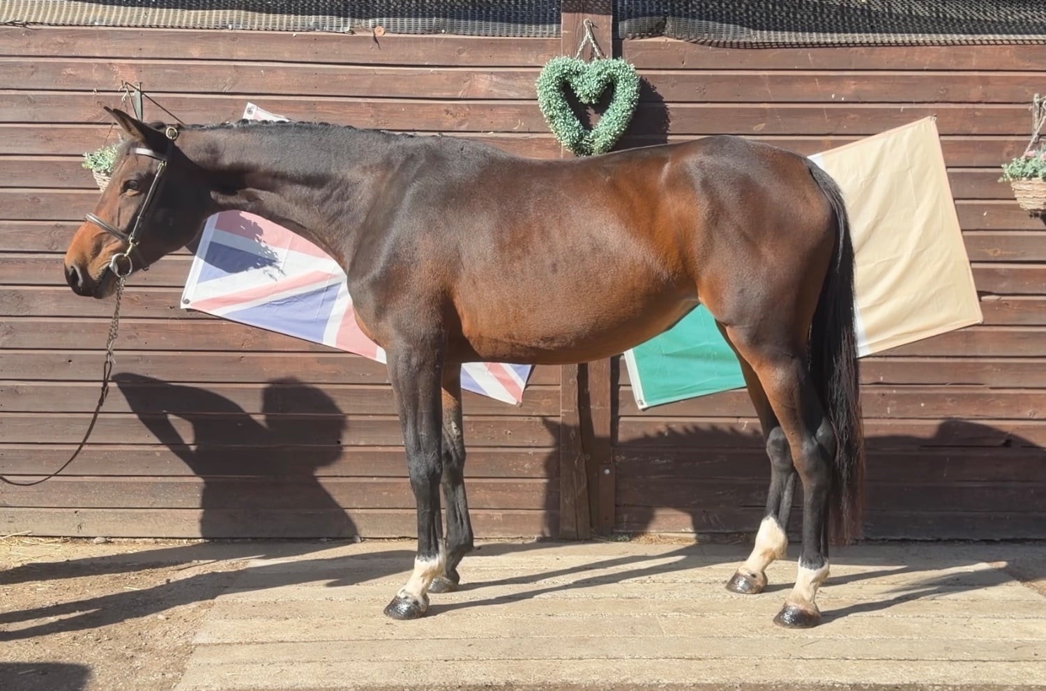 "Shelia" Bay Mare Young Sport Horse - Horses in Haywards Heath