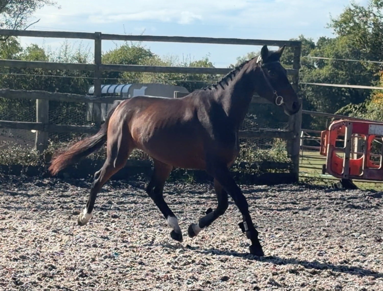 "Shelia" Bay Mare Young Sport Horse - Horses