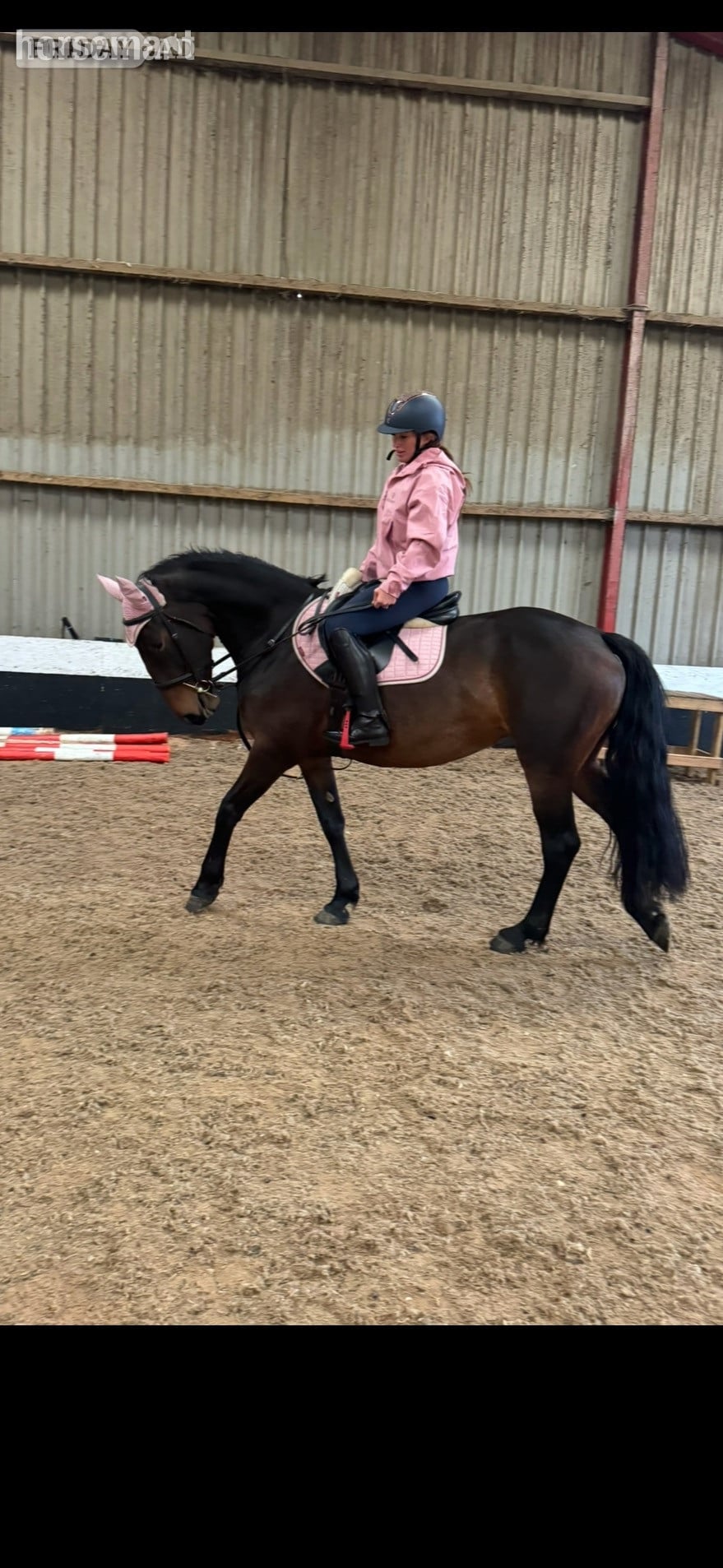 "Butterfly" Bay Mare All Rounder