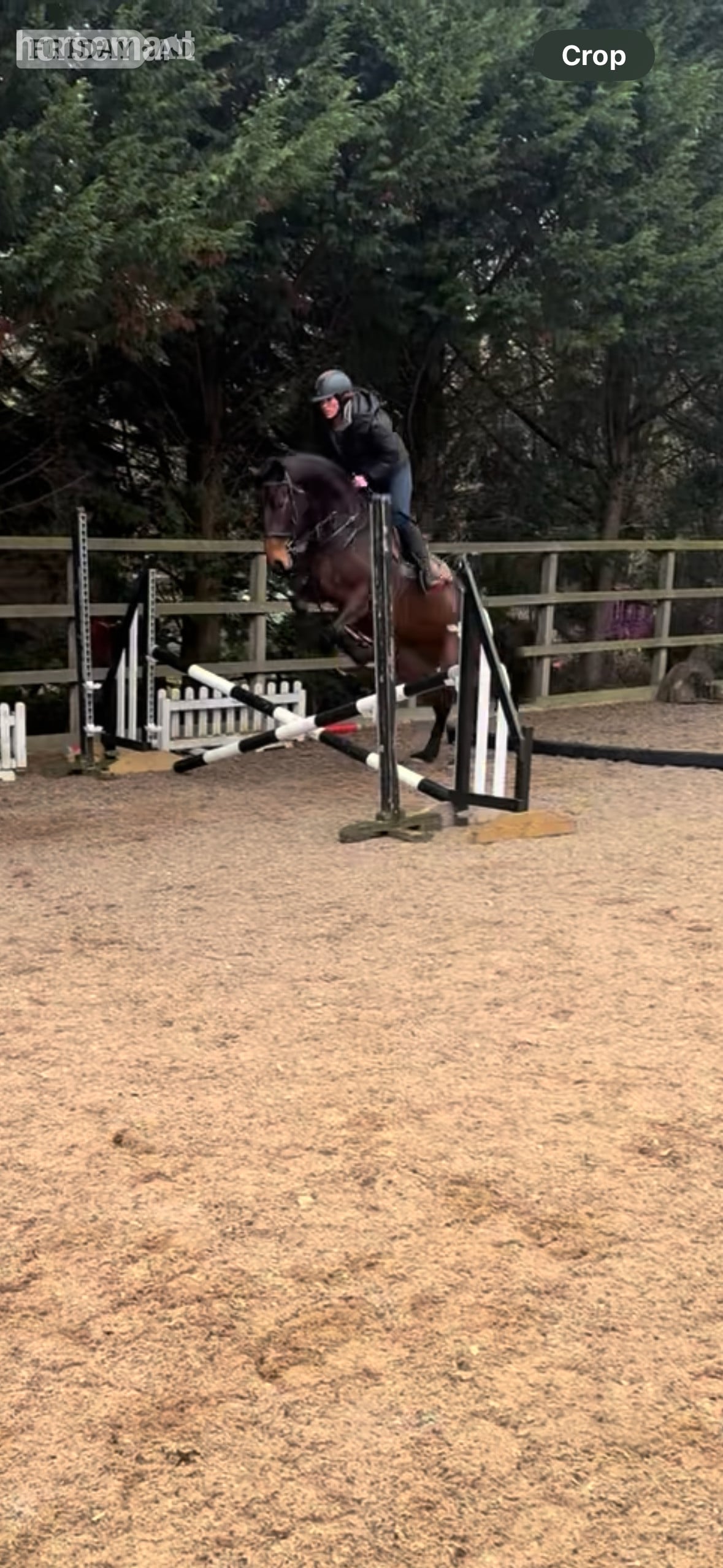 "Butterfly" Bay Mare All Rounder - Horses in Skipton