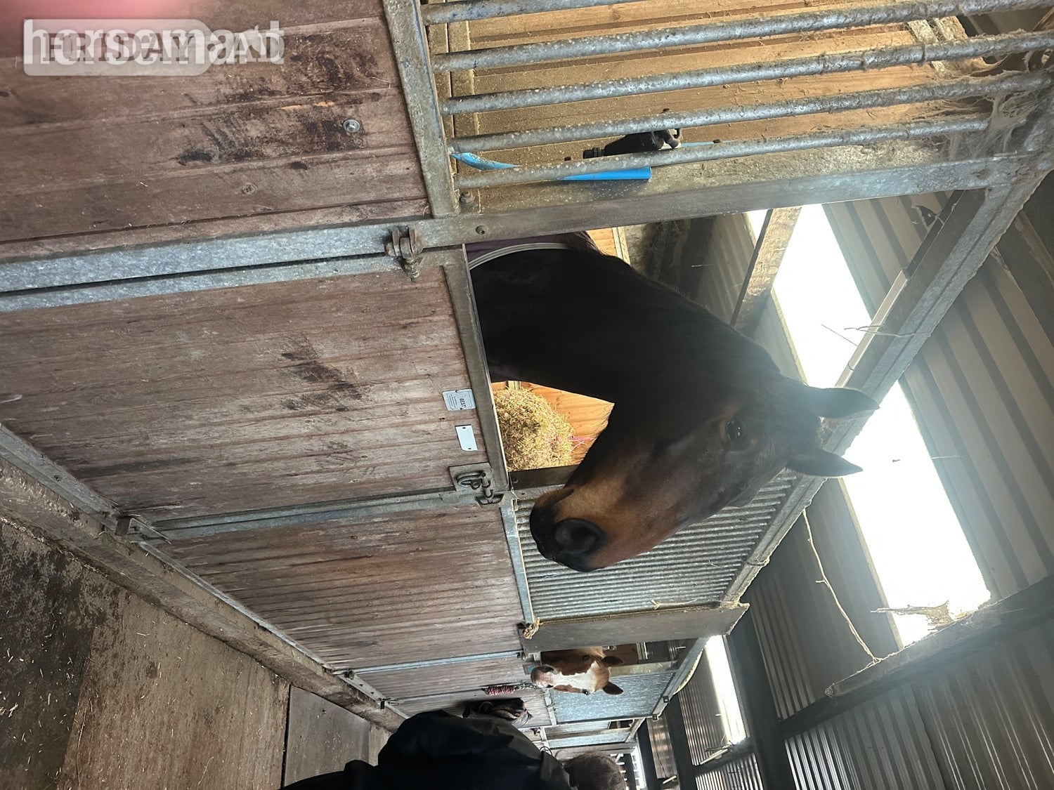 Skipton "Butterfly" Bay Mare All Rounder
