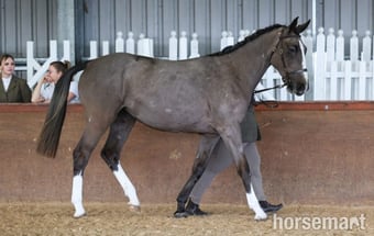 "Noughaval Missy" Grey Filly Youngstock / Foal