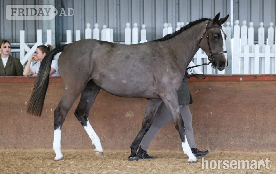 "Noughaval Missy" Grey Filly Youngstock / Foal in Romsley