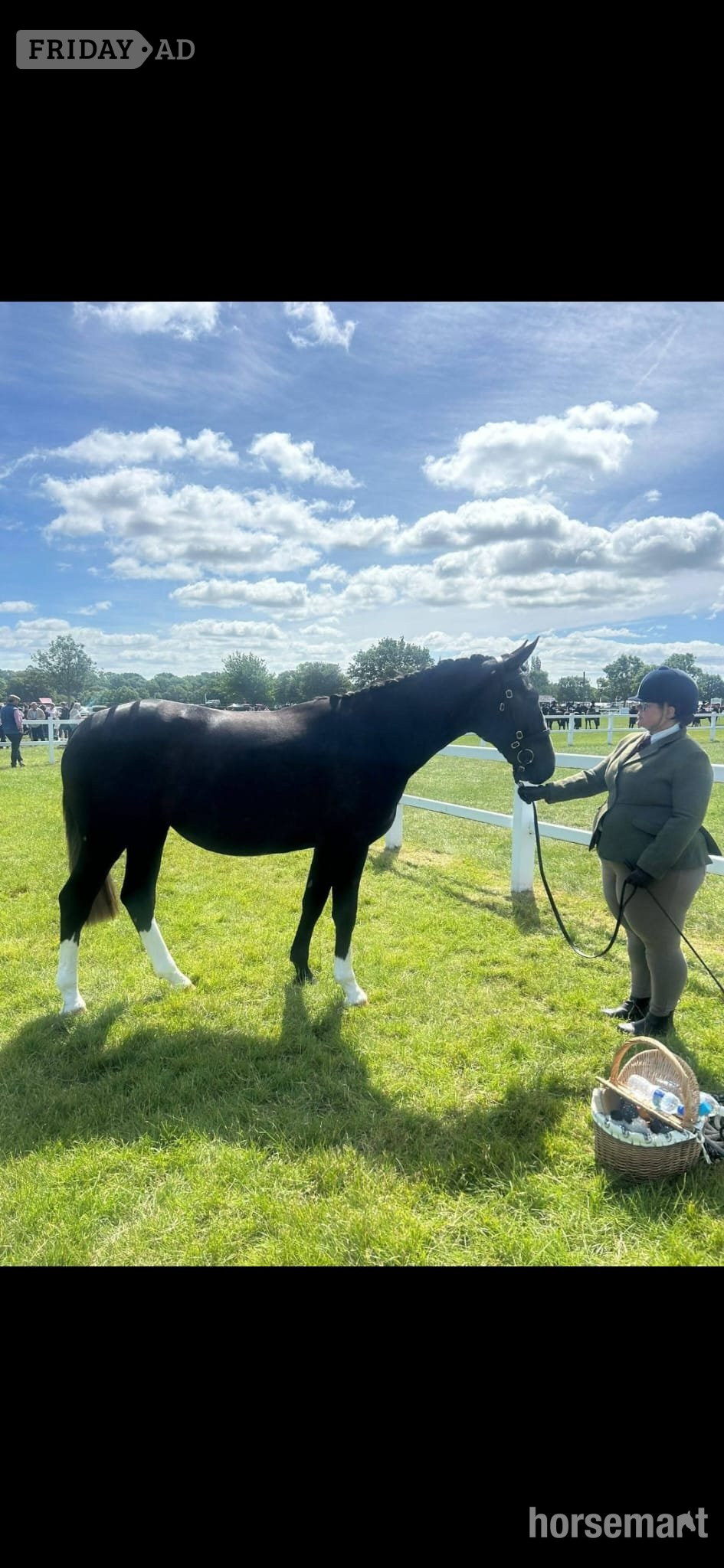 Romsley "Noughaval Missy" Grey Filly Youngstock / Foal