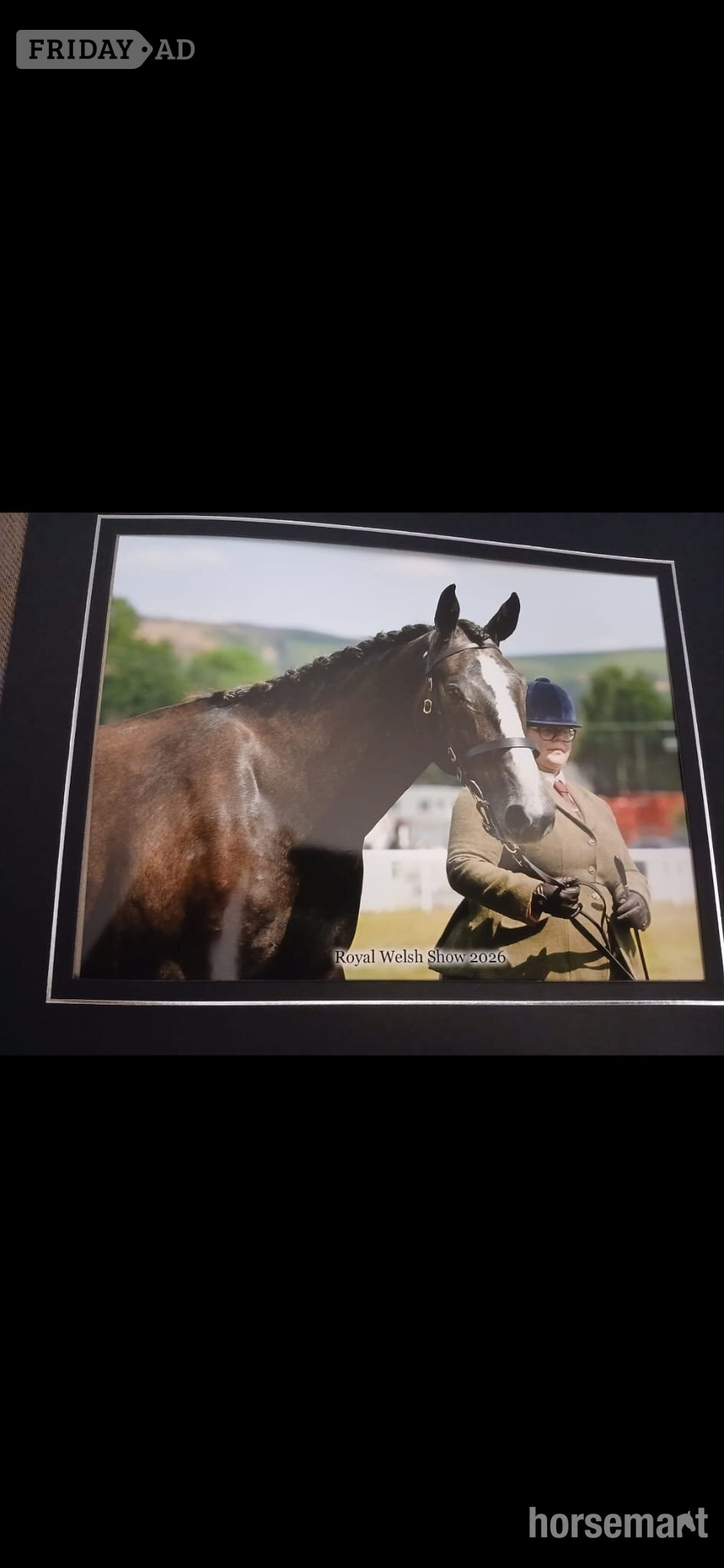 "Noughaval Missy" Grey Filly Youngstock / Foal - Horses in Romsley