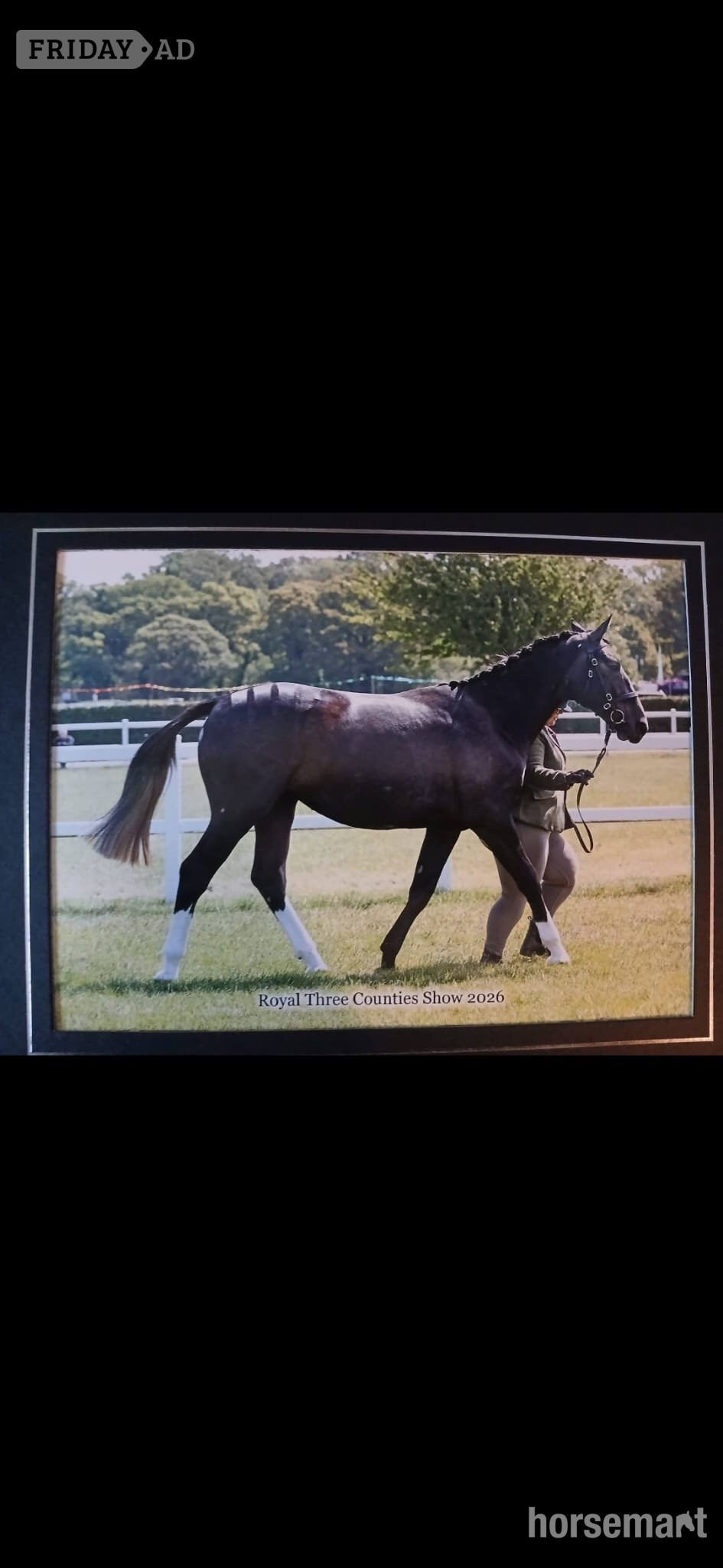 "Noughaval Missy" Grey Filly Youngstock / Foal - Horses