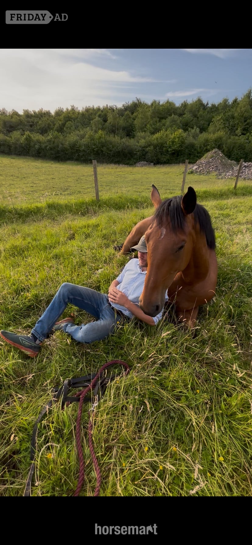 "Jazzy HS Z " Bay Gelding Show Jumper in Lancaster
