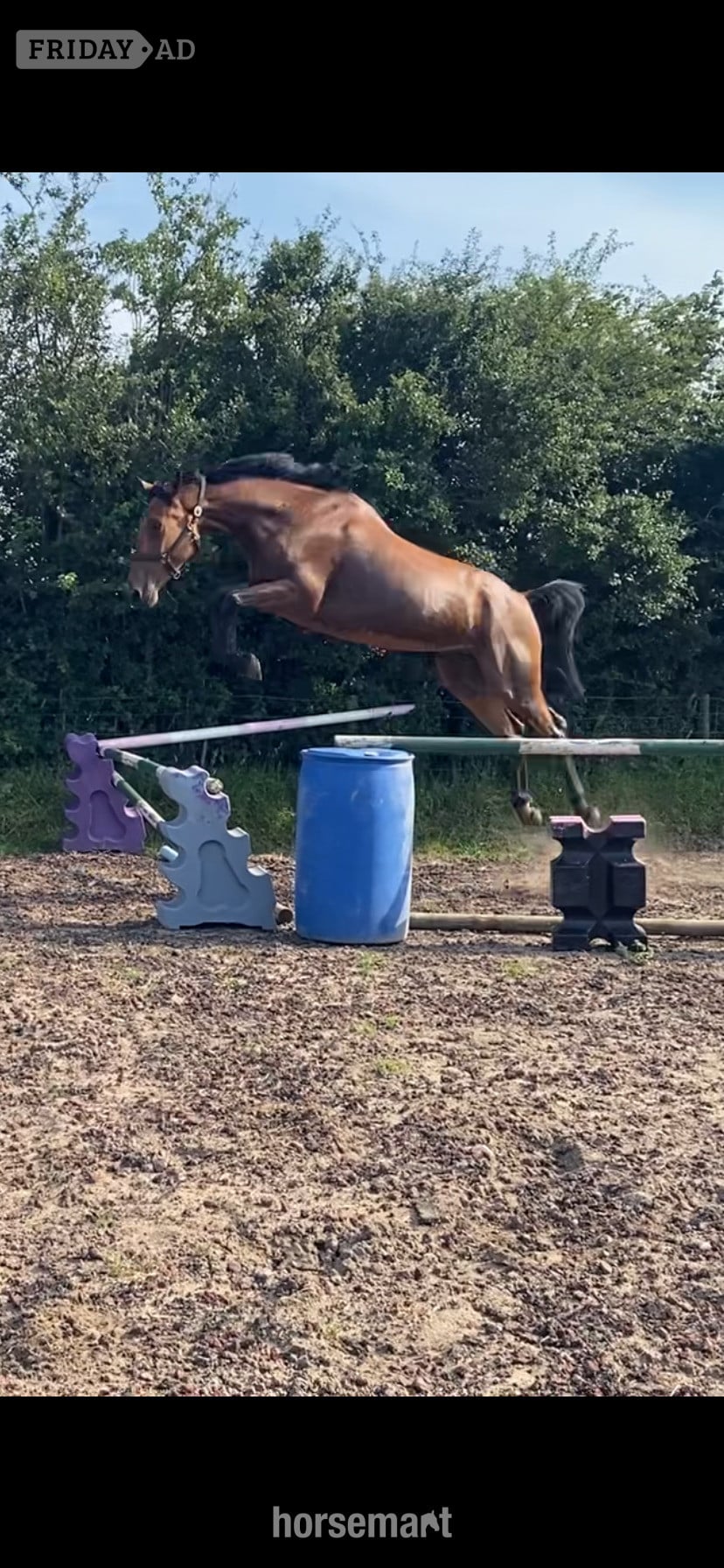 "Jazzy HS Z " Bay Gelding Show Jumper
