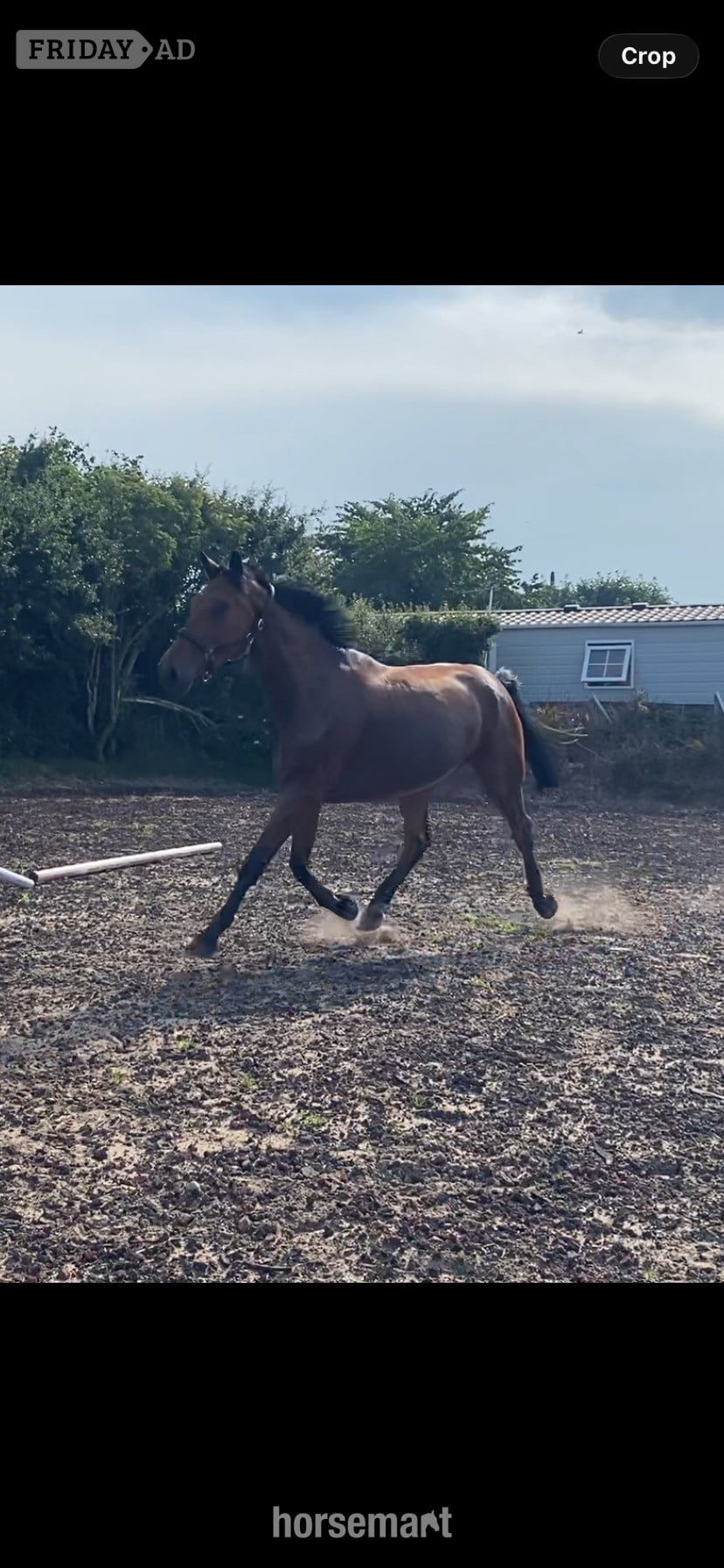 Lancaster "Jazzy HS Z " Bay Gelding Show Jumper