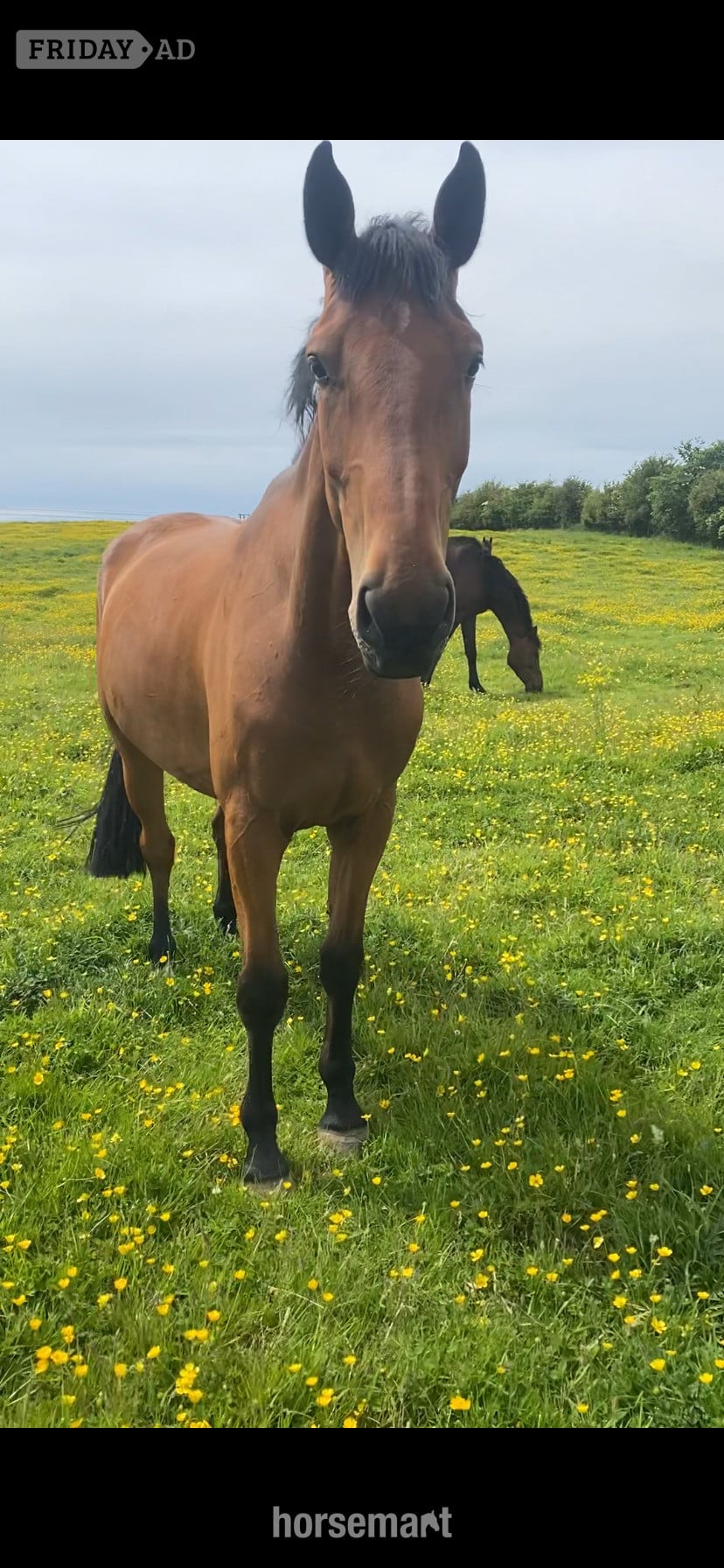 "Jazzy HS Z " Bay Gelding Show Jumper - Horses in Lancaster