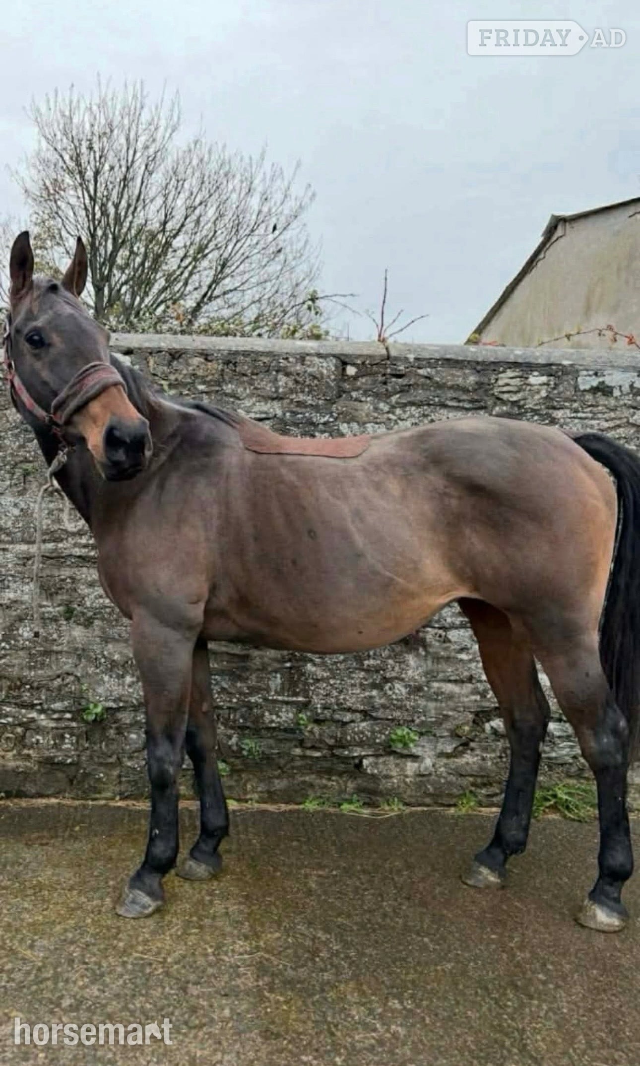 "Little Miss" Bay Mare Happy Hacker in Barnstaple