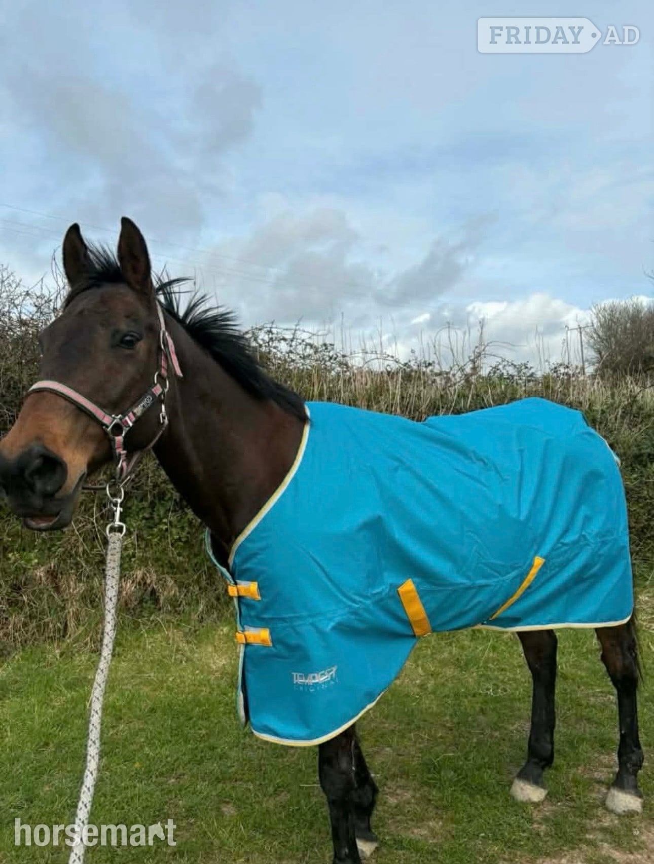 "Little Miss" Bay Mare Happy Hacker