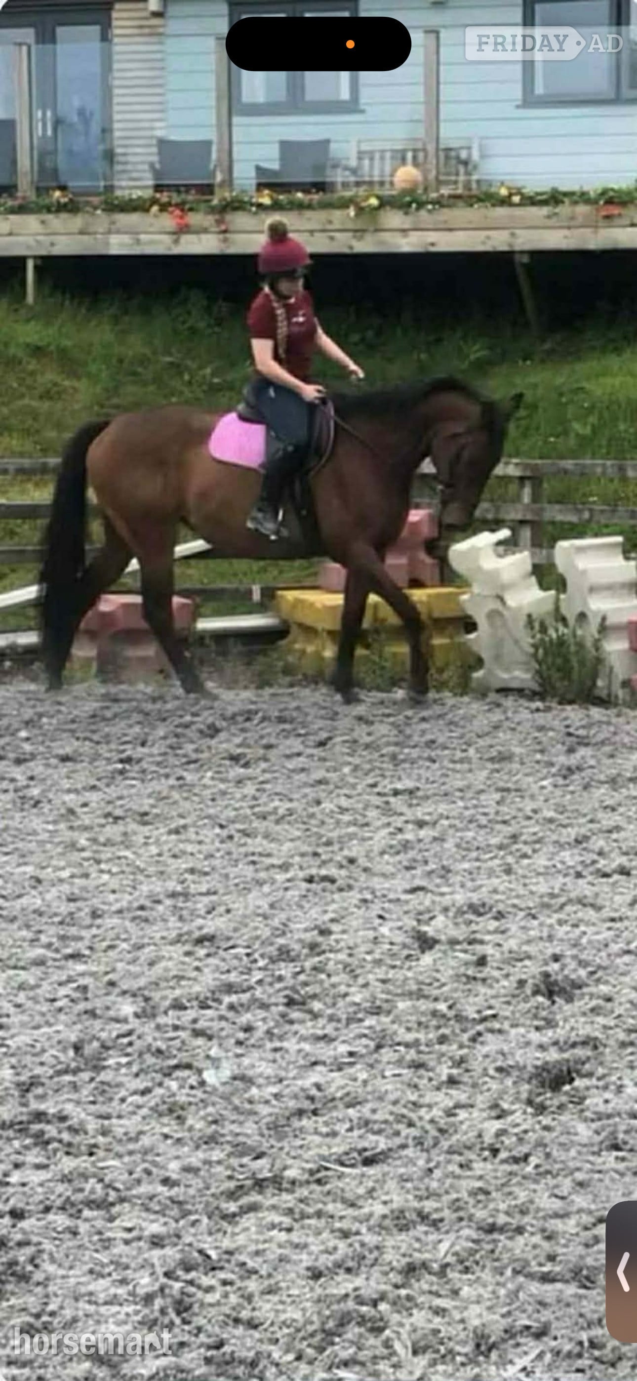 Barnstaple "Little Miss" Bay Mare Happy Hacker