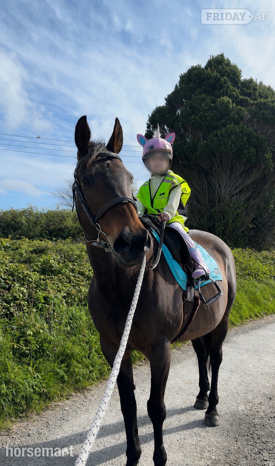"Little Miss" Bay Mare Happy Hacker -  in Barnstaple