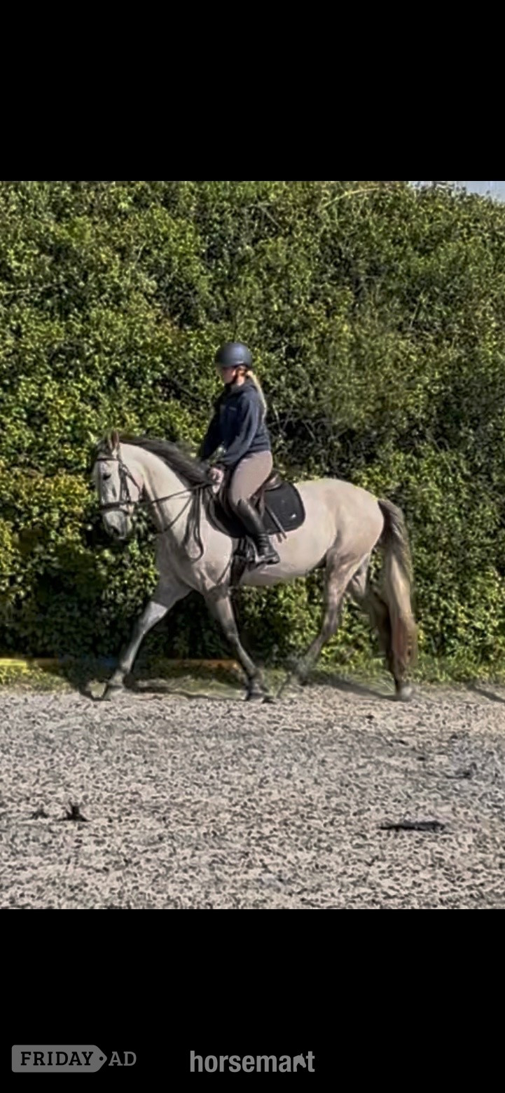 "Moose" Grey Gelding All Rounder in Truro