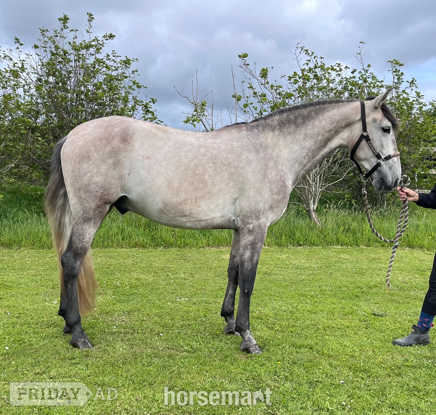 "Moose" Grey Gelding All Rounder