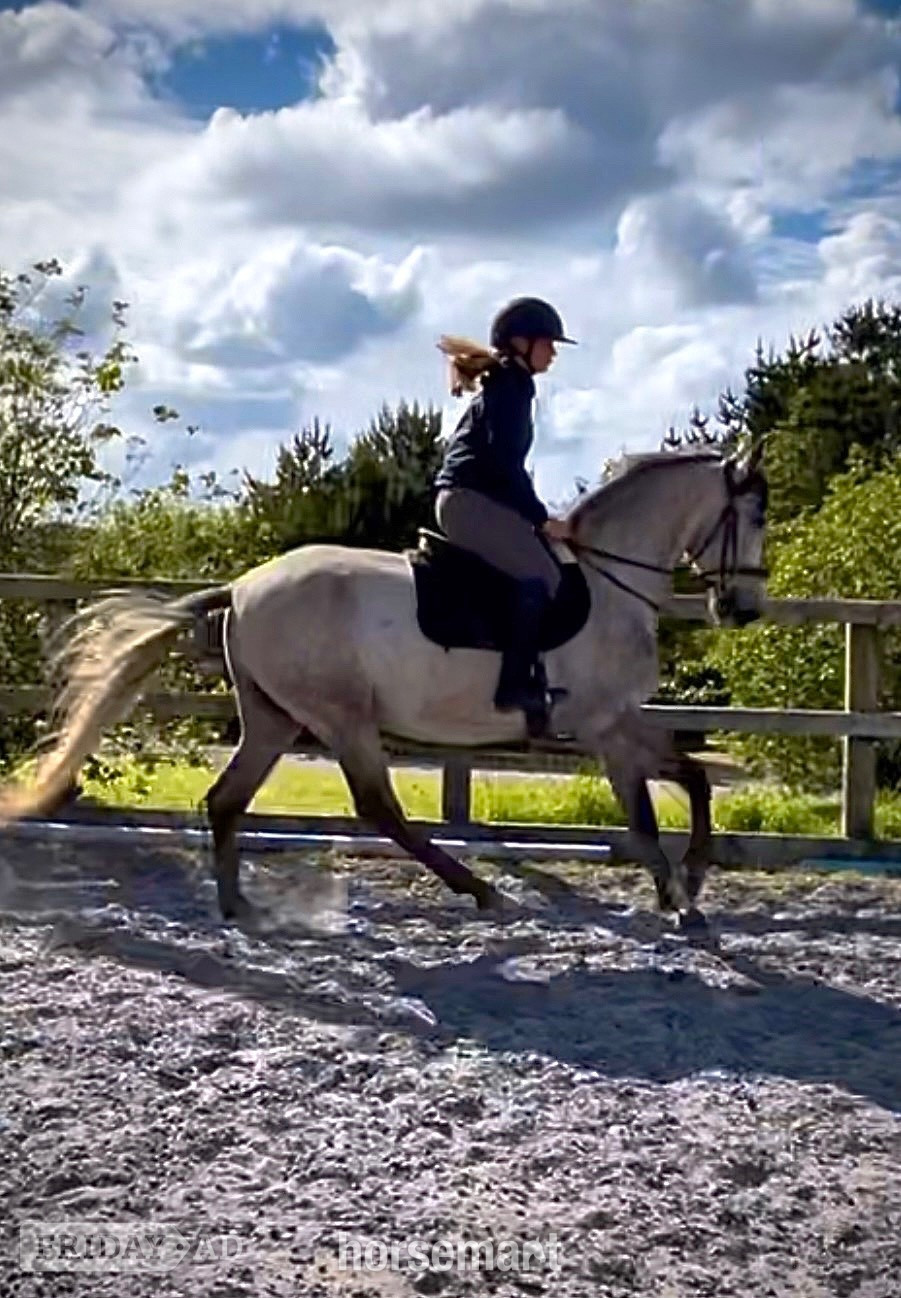 Truro "Moose" Grey Gelding All Rounder