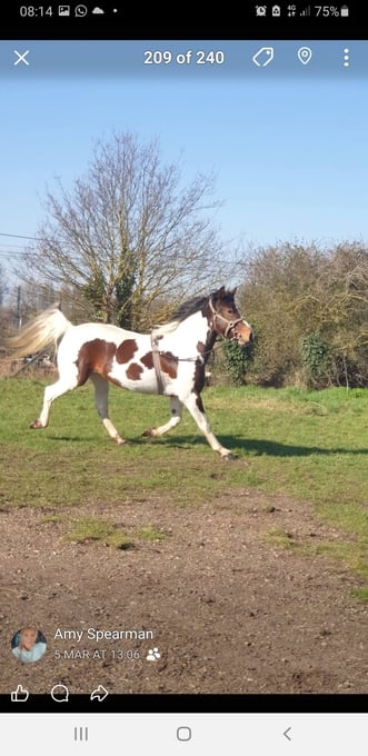 "Prinny" Tri-Coloured Mare Coloured
