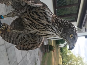 Goshawk 9 years old 