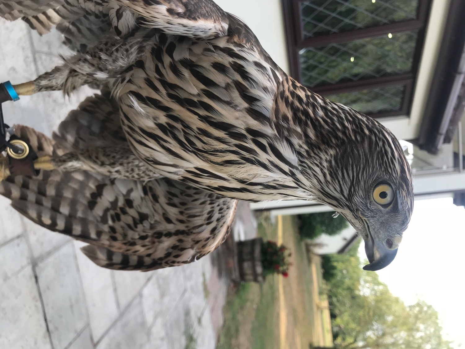 Goshawk 9 years old 