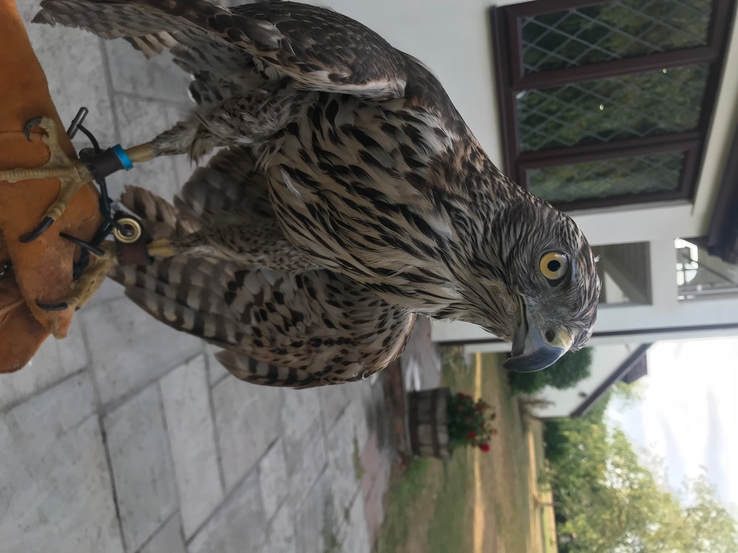 Bristol Goshawk 9 years old 