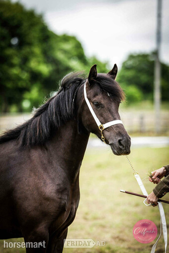 "Bronwyn " Dark Brown Mare Mountain & Moorland Pony