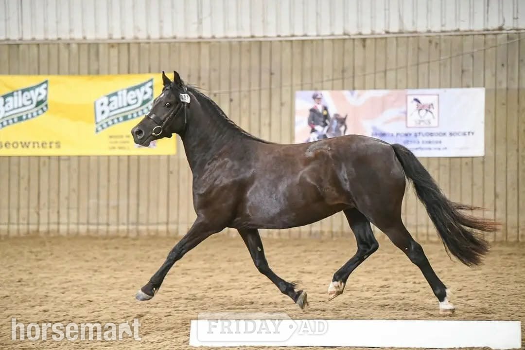 Brecon "Bronwyn " Dark Brown Mare Mountain & Moorland Pony