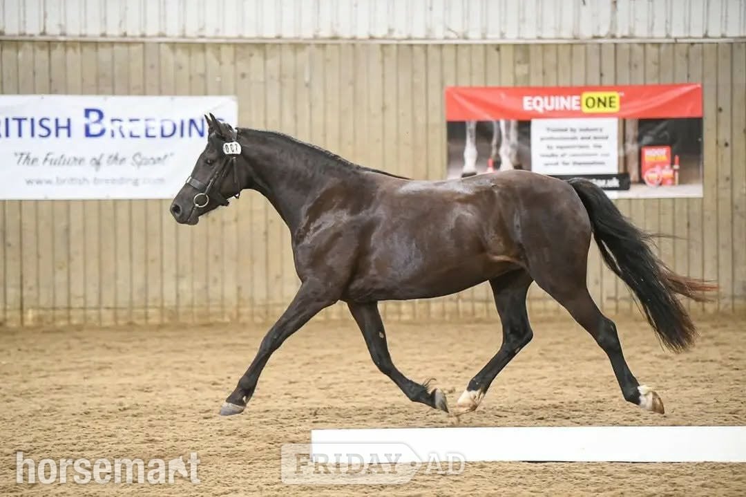 "Bronwyn " Dark Brown Mare Mountain & Moorland Pony - Horses in Brecon